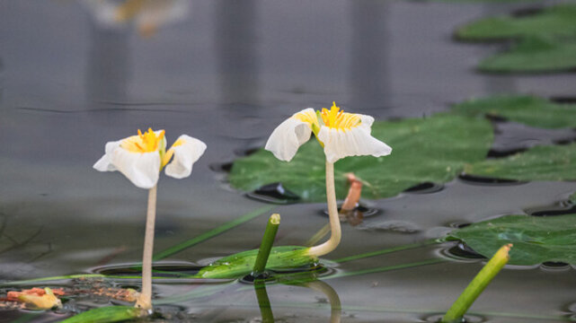 海菜花