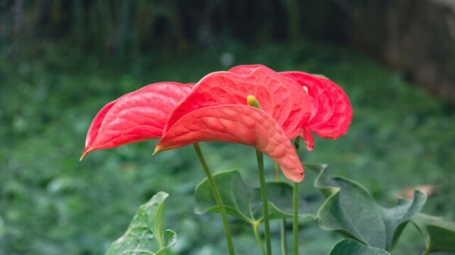 花燭