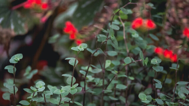 綠色植物背景素材