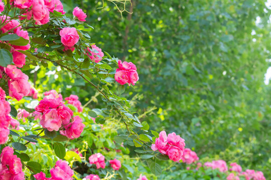 薔薇花