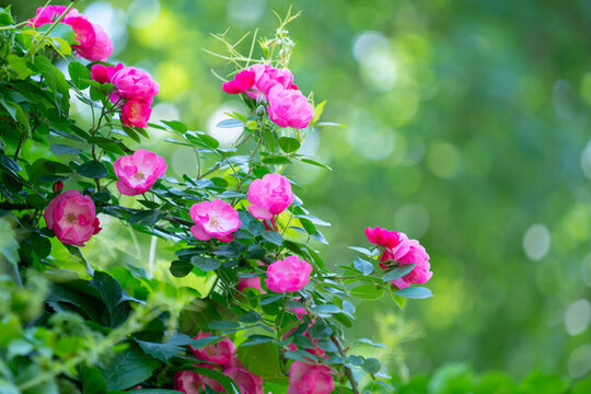薔薇花
