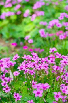 炸醬草花朵