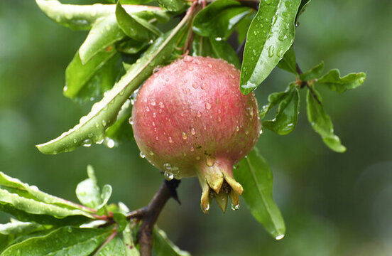 棗莊冠世榴園掛滿雨珠的石榴果實