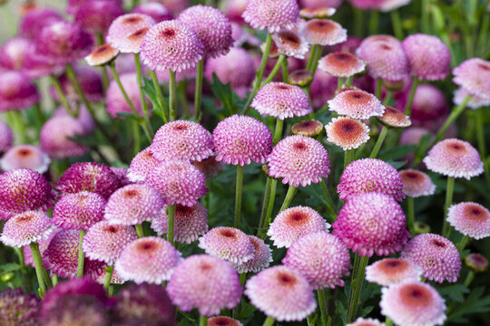 雛菊