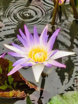 蓮花