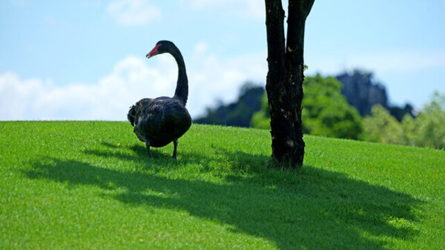 廣西桂林桂海晴嵐景區(qū)黑天鵝