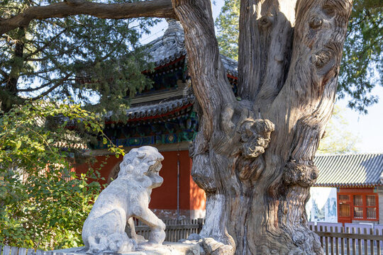 北京大覺寺