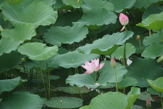 荷花