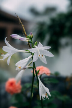 玉簪花