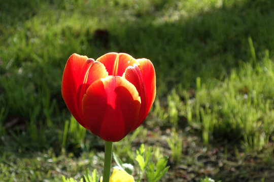 郁金香花開