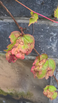 鴻恩寺公園葉子枯萎似蝴蝶將死