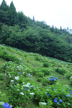 漫山遍野繡球花
