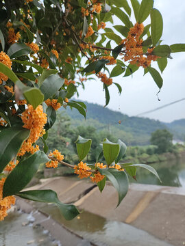 河邊的桂花
