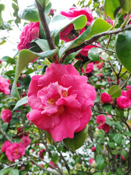 茶花