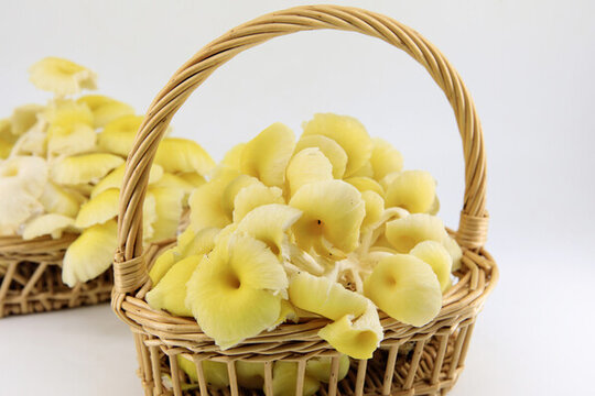 小黃蘑菇