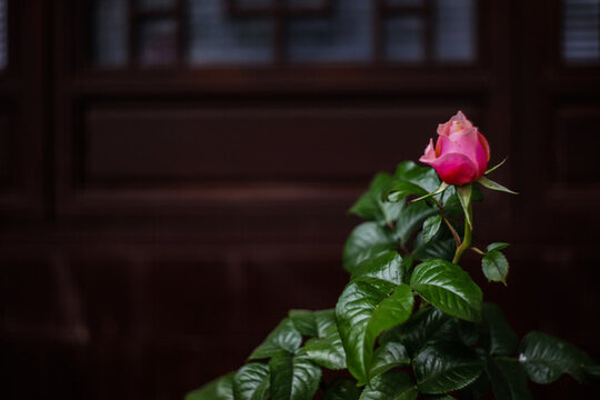 街邊月季花