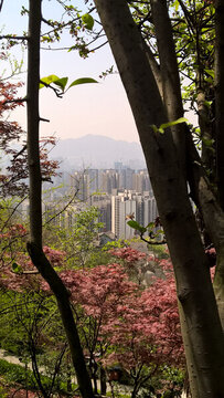 鴻恩寺公園鴻頂路眺望云頂峰
