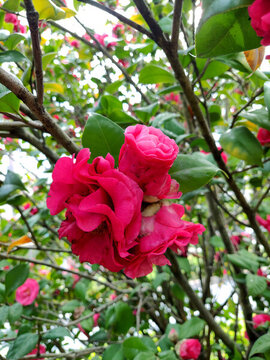 茶花