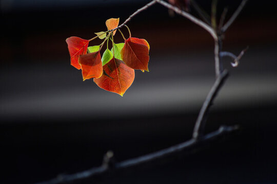 紅樹葉