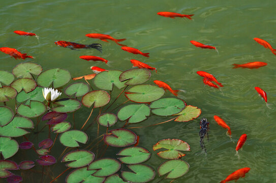 魚(yú)水合歡
