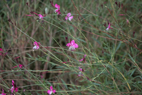 山桃草花