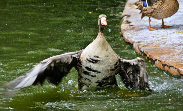 動物園水鳥
