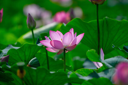 荷花夏日蓮蓬
