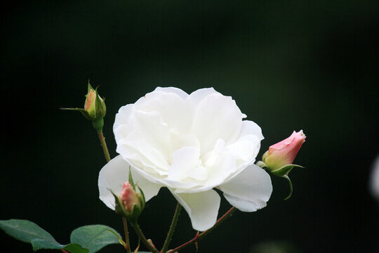 月季花