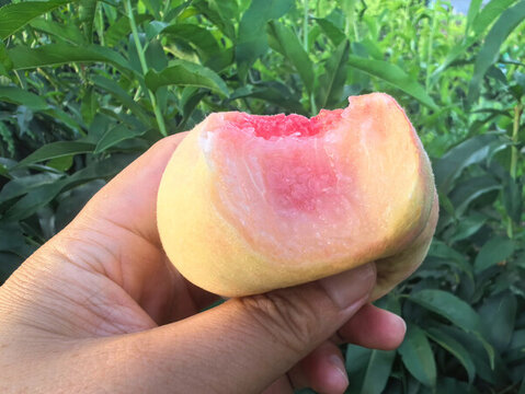 枝頭蟠桃汁水多