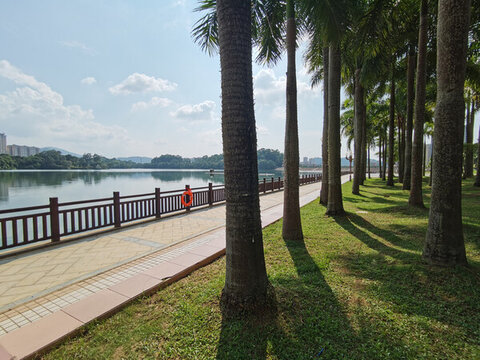 美麗湖邊公園棕櫚樹成排