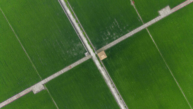 綠色農(nóng)田稻田航拍