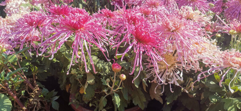 菊花