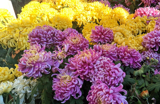 菊花