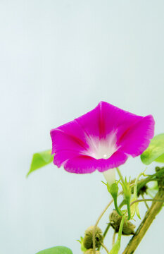喇叭花開秋色美