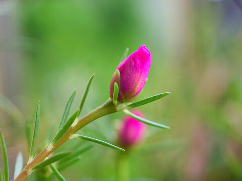 太陽花花蕾