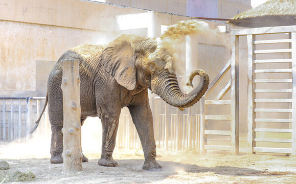 北京動物園大象玩耍