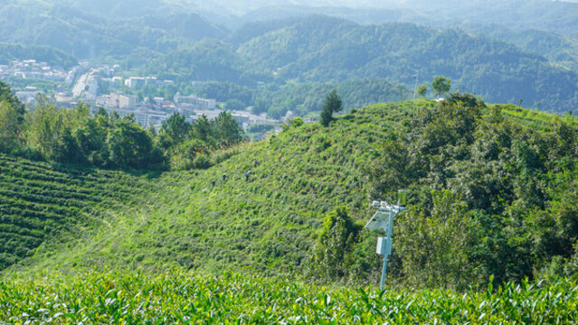 茶園風(fēng)景