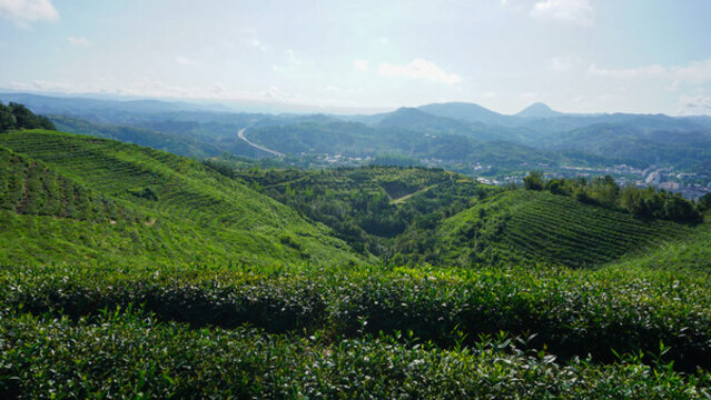 縣河茶葉