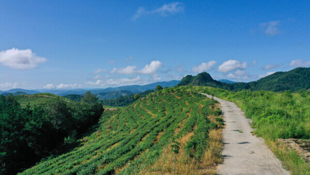 縣河茶場風(fēng)光
