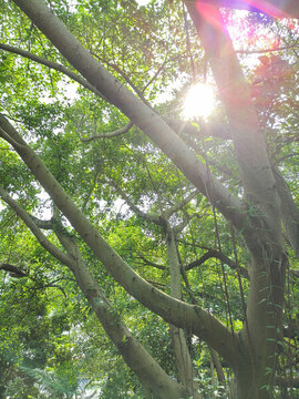 松崗花果山公園