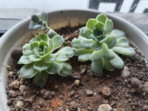 多肉植物