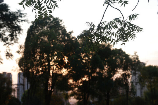 夕陽