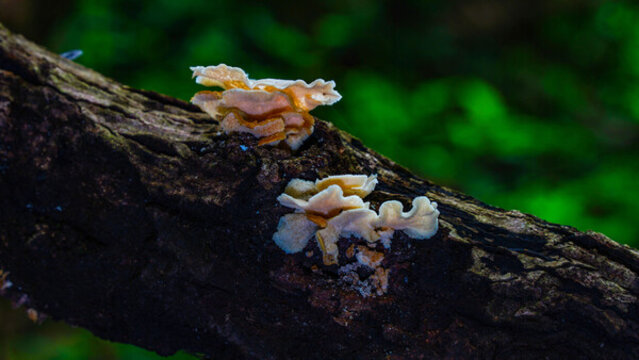 野生長(zhǎng)齒白齒耳菌