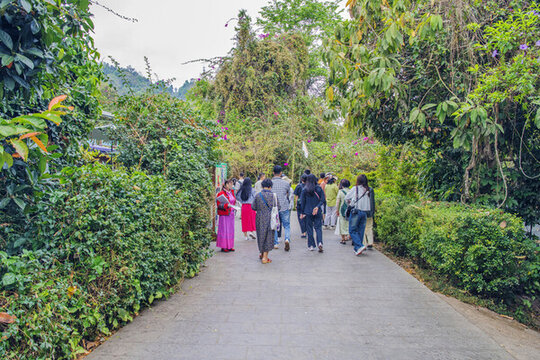 西雙版納野象谷樹(shù)林與人行路