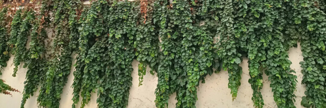 爬山虎