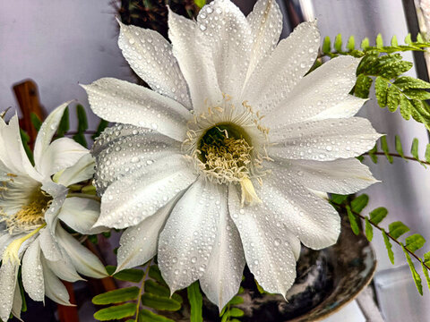 仙人棒花心特寫