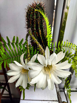 仙人棒開花
