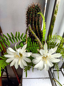 仙人棒開花