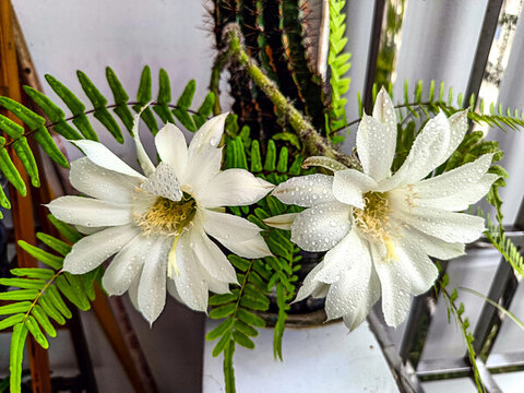 仙人棒開花