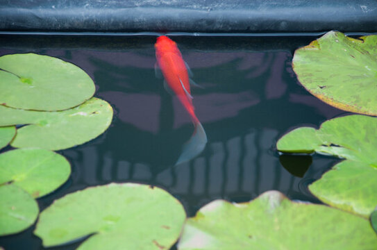 紅金魚(yú)